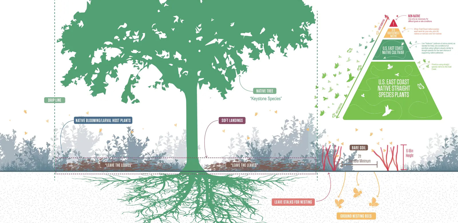 萨默维尔授粉昆虫行动计划丨美国丨Offshoots,Inc.-29