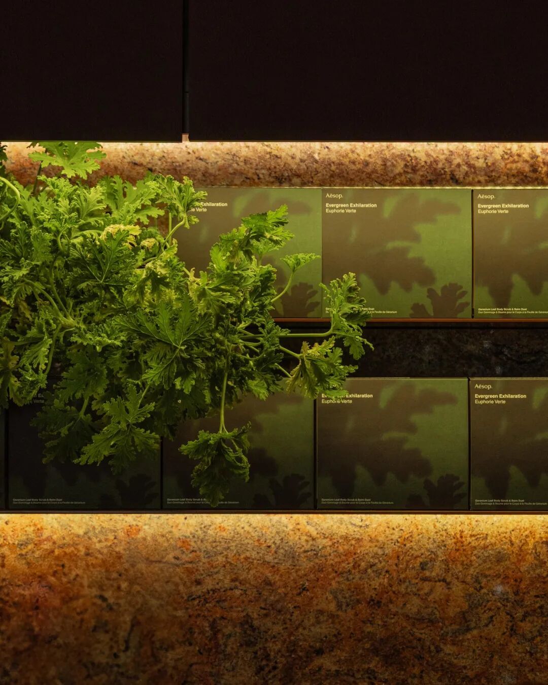 Aesop新加坡高岛屋“石笼”概念店设计-21