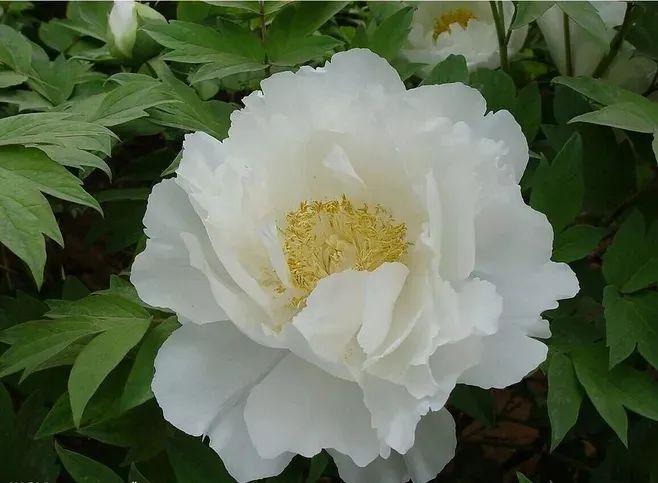 牡丹养护攻略 | 花园中的花中之王-44