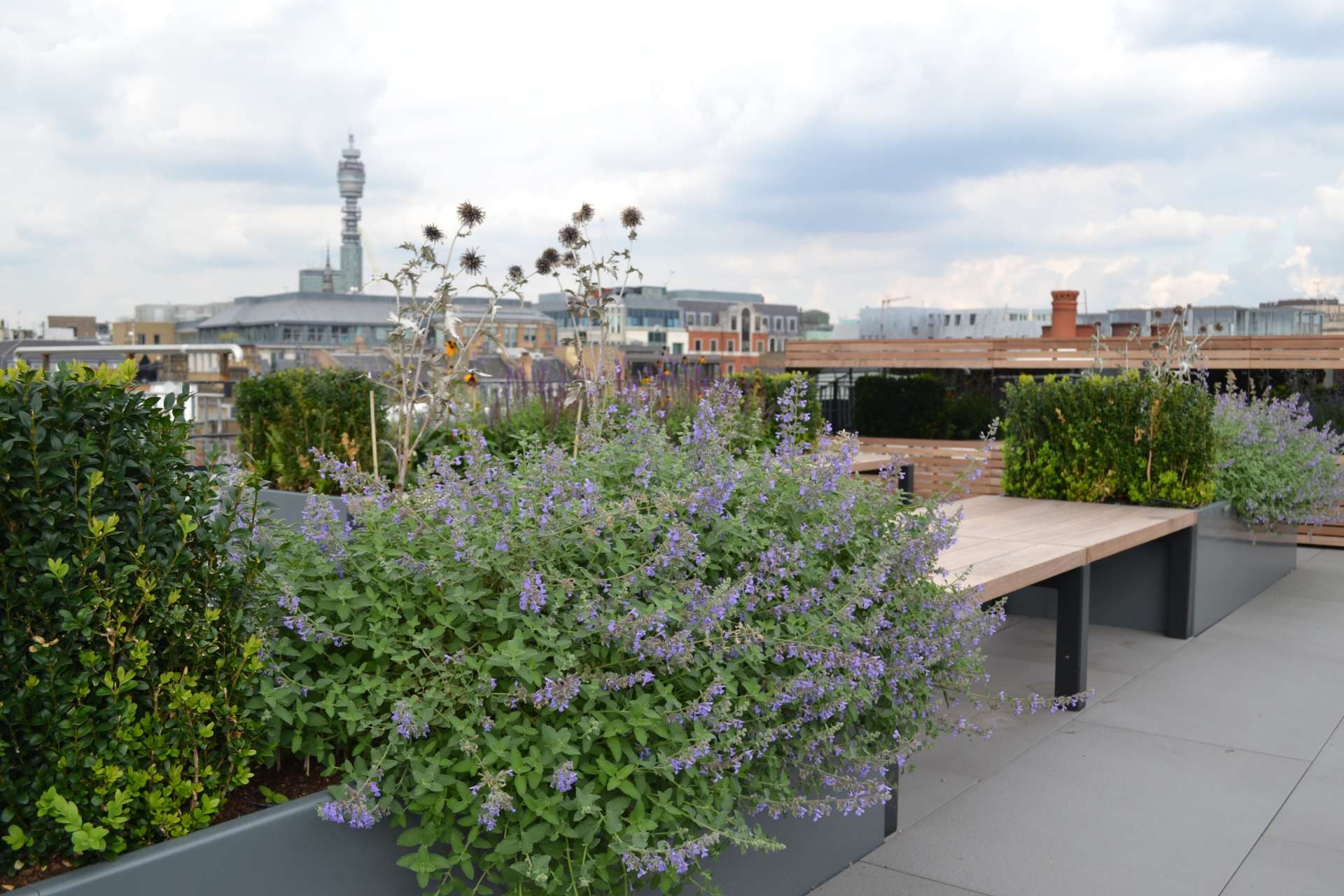 伦敦 Ganton 屋顶露台丨英国伦敦丨Aralia Landscape Architects-8