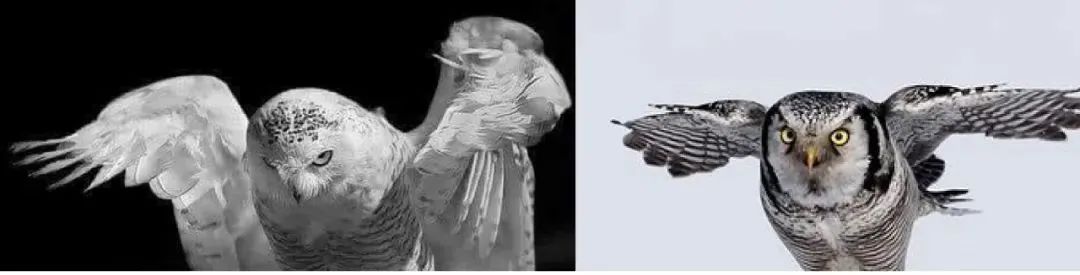 雪鸮酒吧丨中国长沙丨凡兮设计师事务所-30