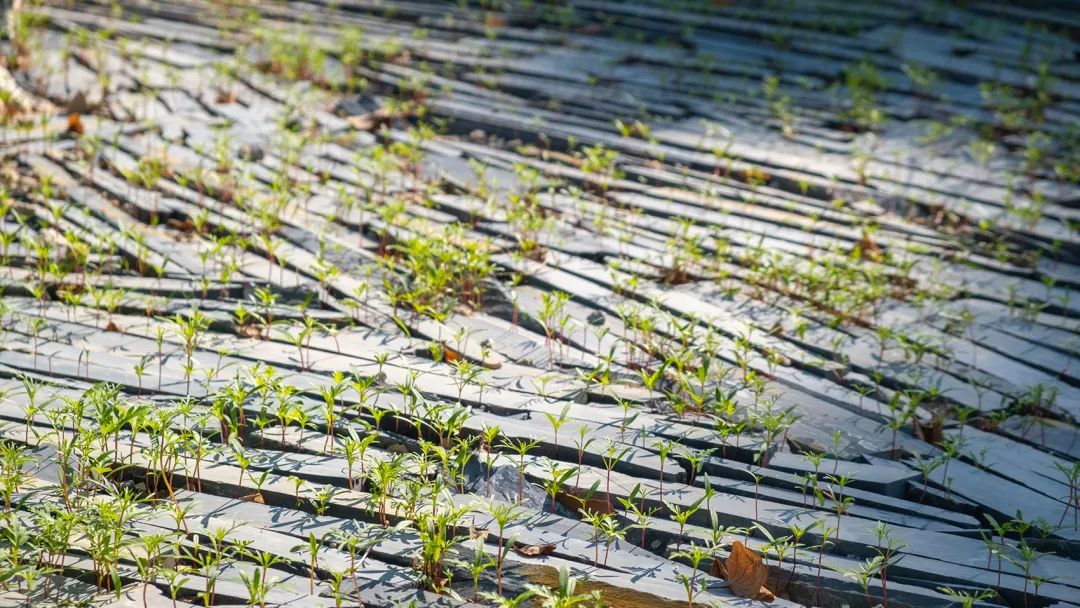 深圳智见·云上 · 科技与自然融合的社区公园丨中国深圳丨林俊英景观工作室,深圳市造源景观旅游规划设计有限公司-80