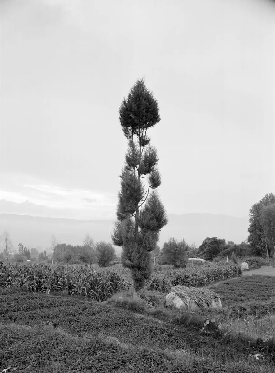 xiān氙建筑/南方的院子：东南村8号-0