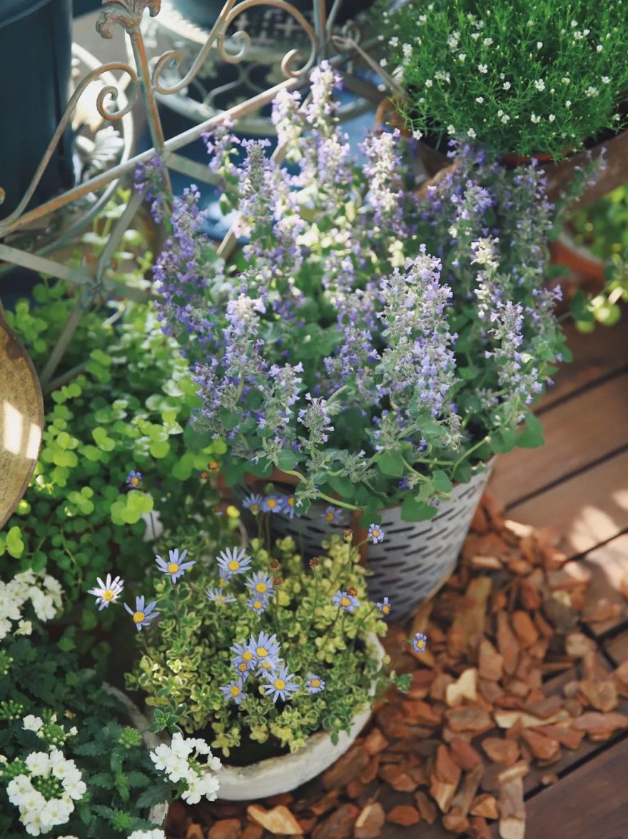 5㎡小阳台,打造治愈系小花园-22