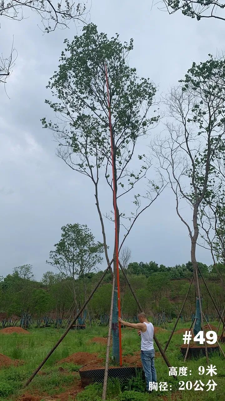 湖南衡阳 148 棵精品乌桕景观设计丨中国衡阳丨看见景观-59