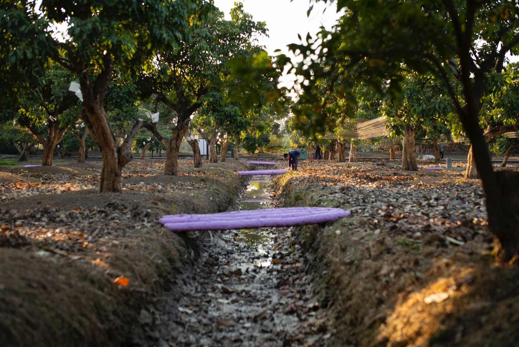 川行,CROSSING MEMORY丨中国广州丨北京林业大学 + LAIBA STUDIO-41