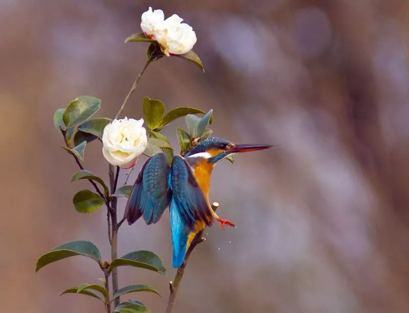 蒂芙尼蓝++ 山茶白，双色公寓演绎高品质生活-1