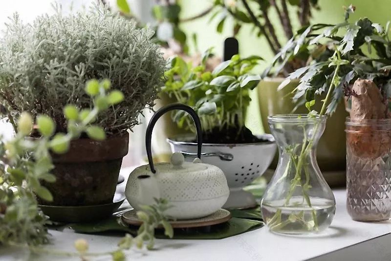 与自然共生 | 一个被植物包围的家-43