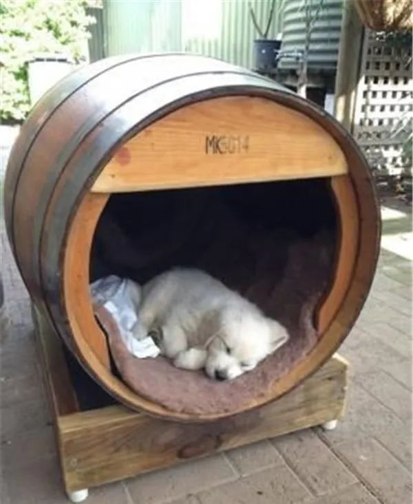 庭院宠物之家 | 打造宠物宜居的户外空间-69