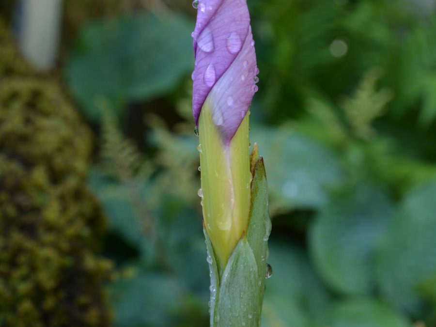 Eau de bonheur - Didier Danet - Entreprise Paysagiste-47