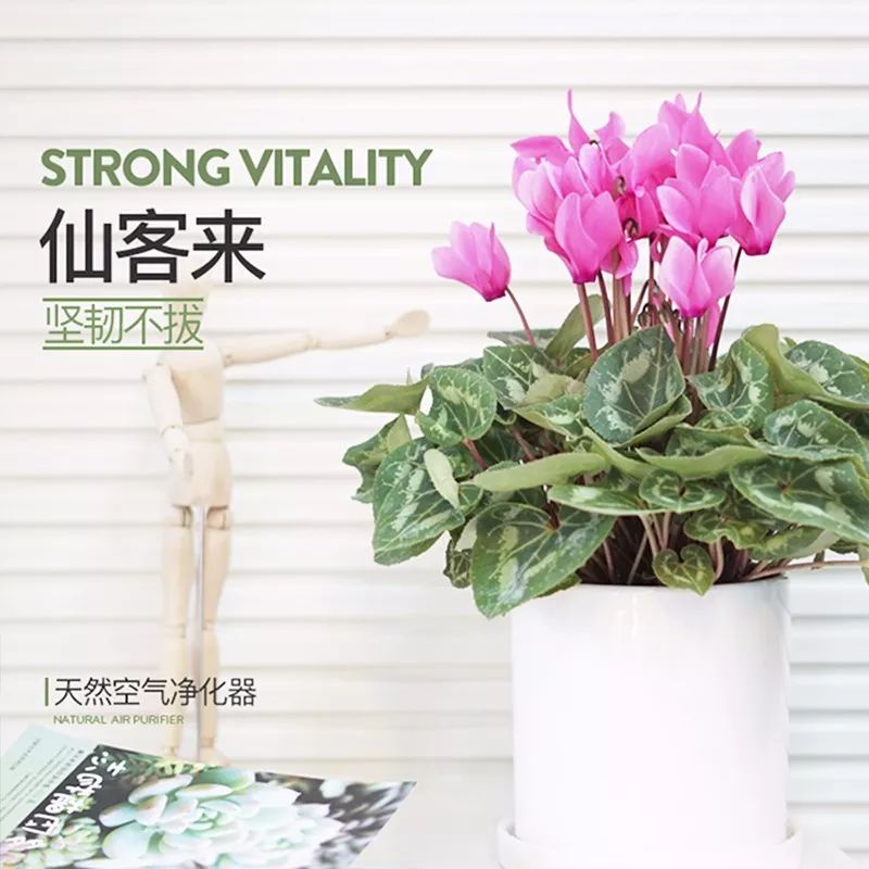 年宵花盛开,春节家装添喜气-9