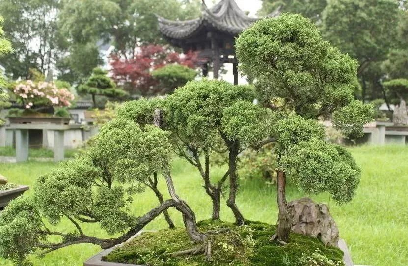 10 大最适合景观造型的树种解析-22