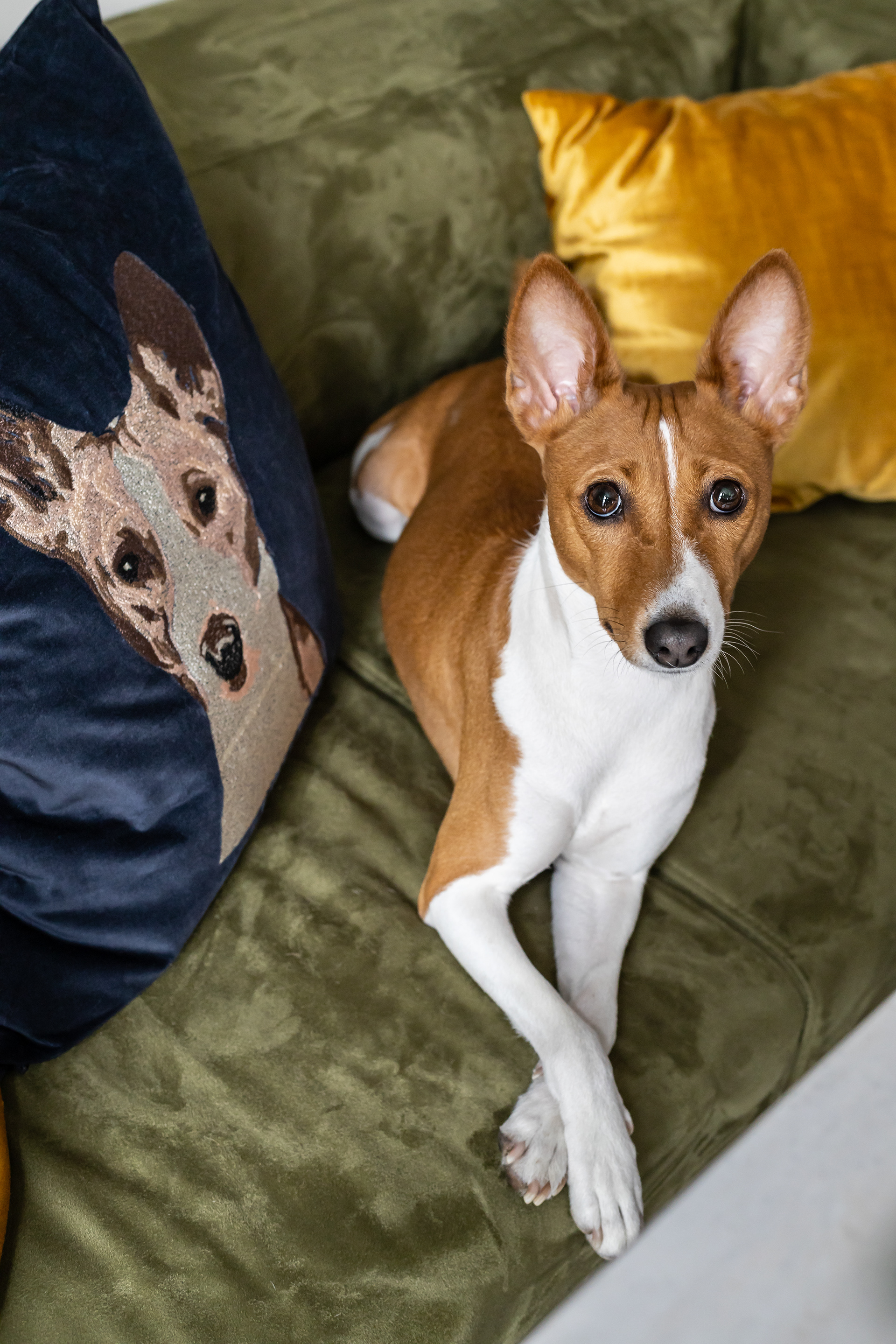 公寓丨俄罗斯圣彼得堡丨AI-31