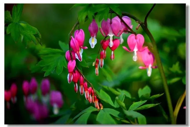 荷包牡丹 | 独特外形与丰富花语的观赏植物-41