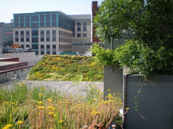 ASLA总部绿色屋顶项目丨美国华盛顿-28