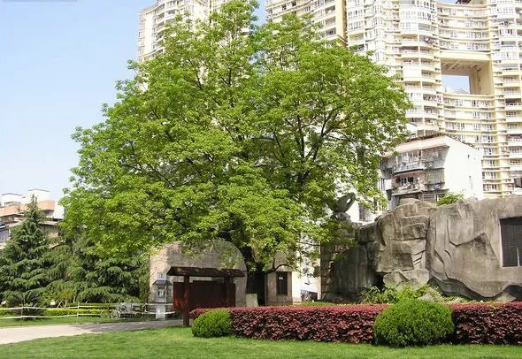 罗汉松 | 庭院中的守财吉祥树-109