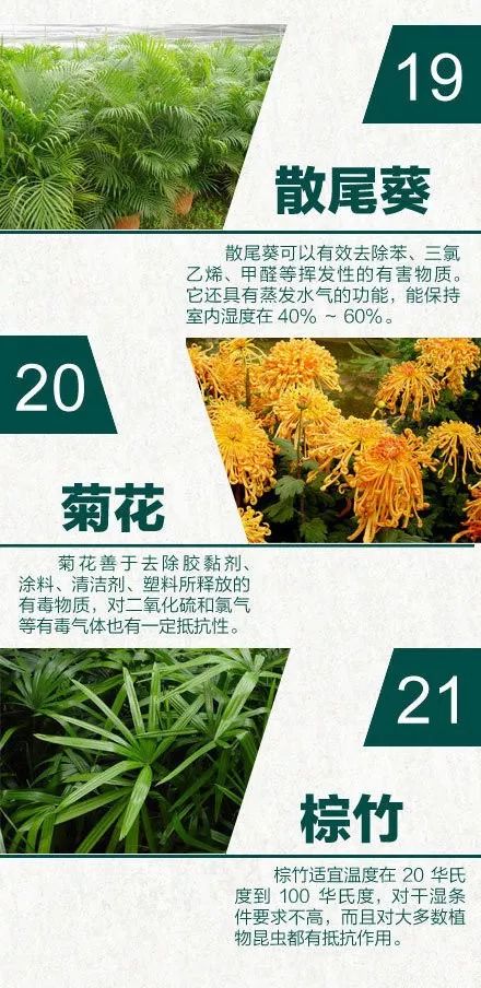 24 种天然空气净化器 家居绿植摆放设计指南-7
