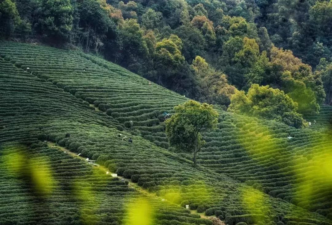 23 平露台变山野花园，浙江苑筑景观打造完美露台生活-31