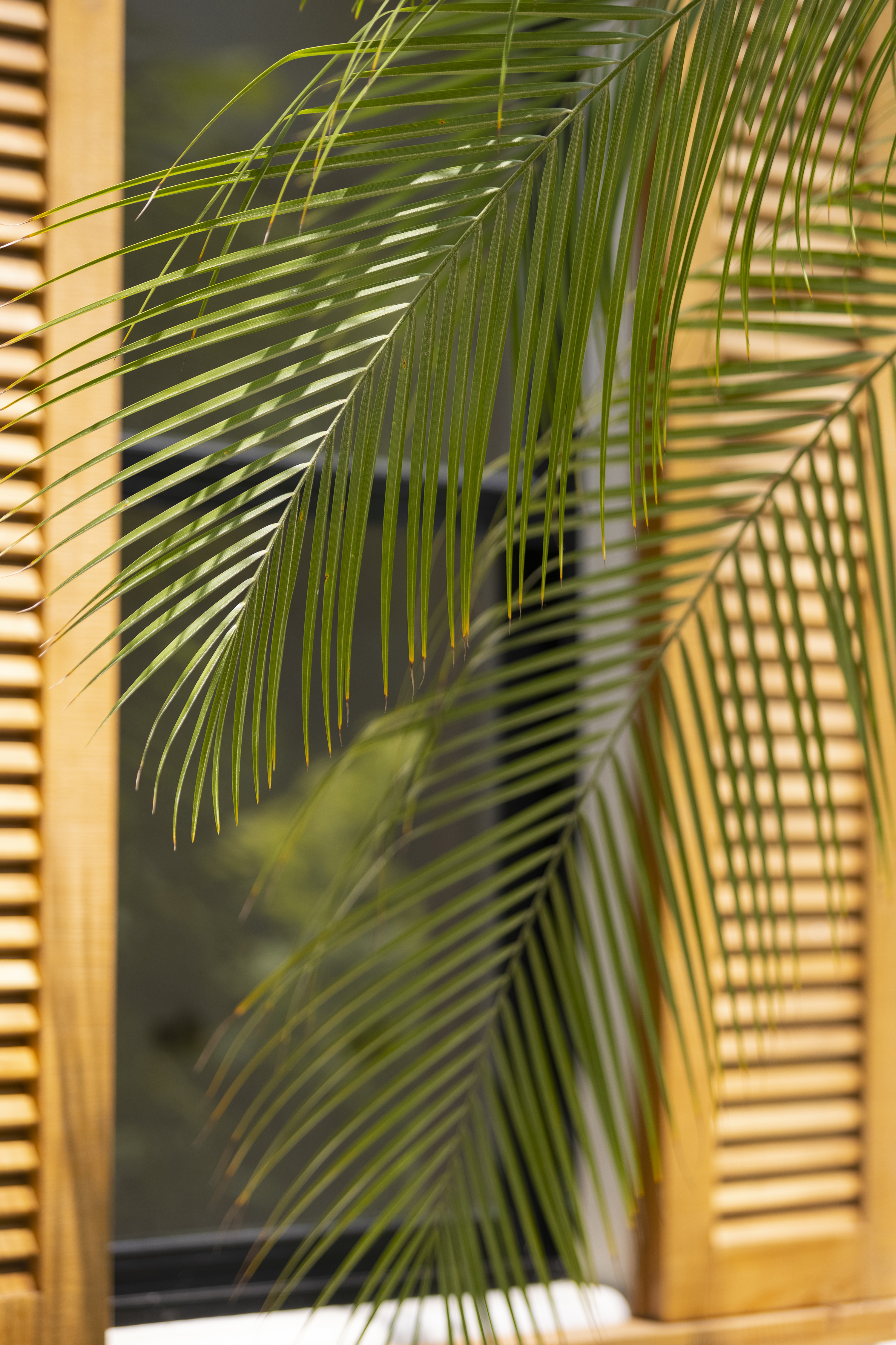 芒果屋丨哥斯达黎加瓜纳卡斯特丨Salagnac Arquitectos-29