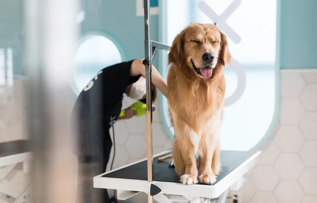 极宠家丨中国南京丨未本空间团队-6