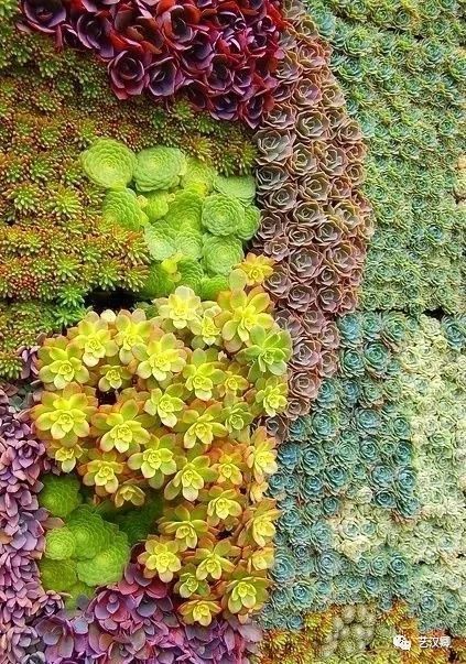 创意多肉墙 | 绿色装饰的艺术魅力-12