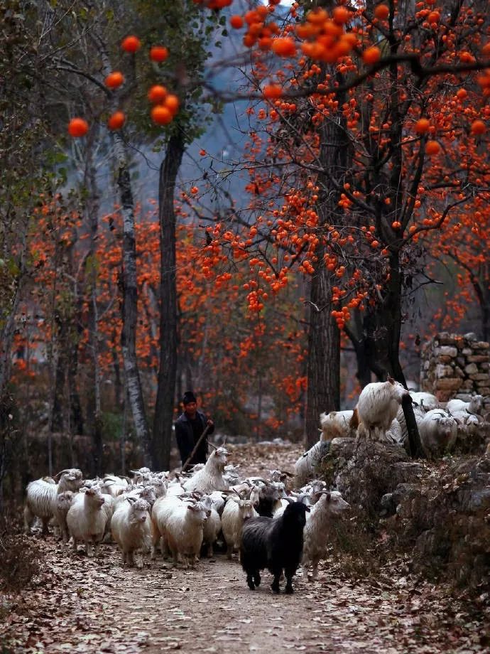 秋意东方，人文御景台-8