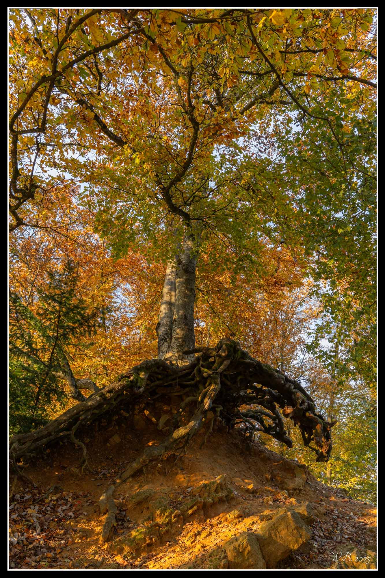 世界上的树木丨Sylvie D.-267