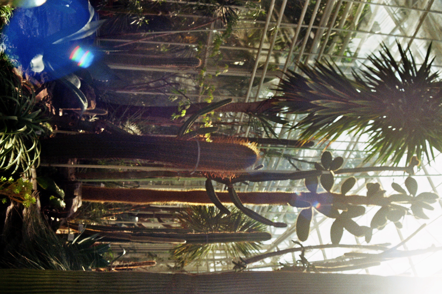 Botanical Gardens on film: A Therapy-6