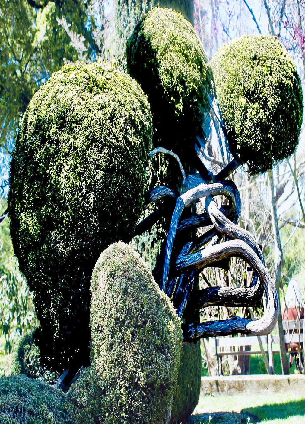 世界上的树木丨Sylvie D.-115