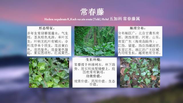 秋凌景观陪伴你学习的第3128天-101