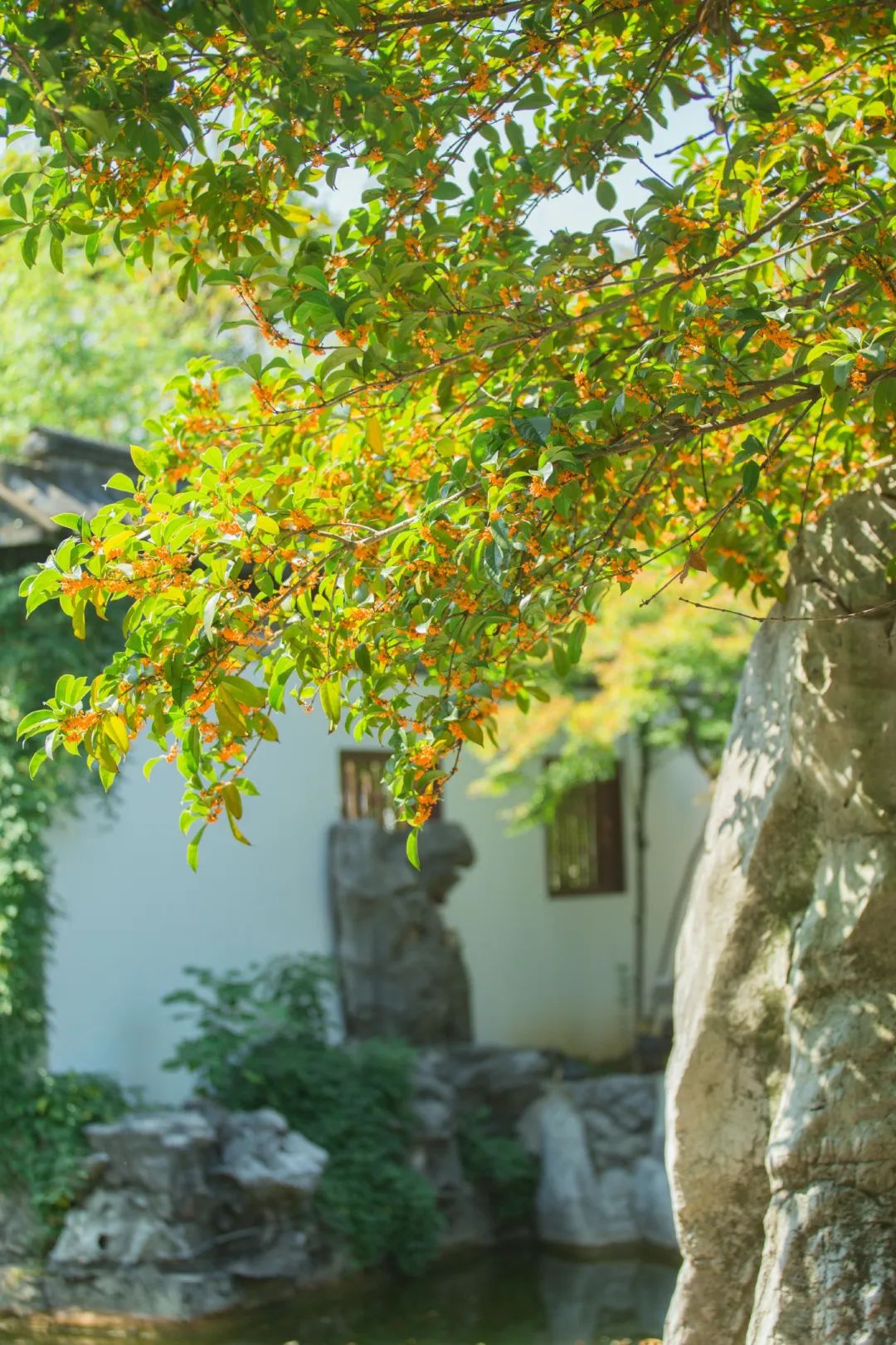 苏州园林景观植物设计丨中国苏州丨苏州研究所-335