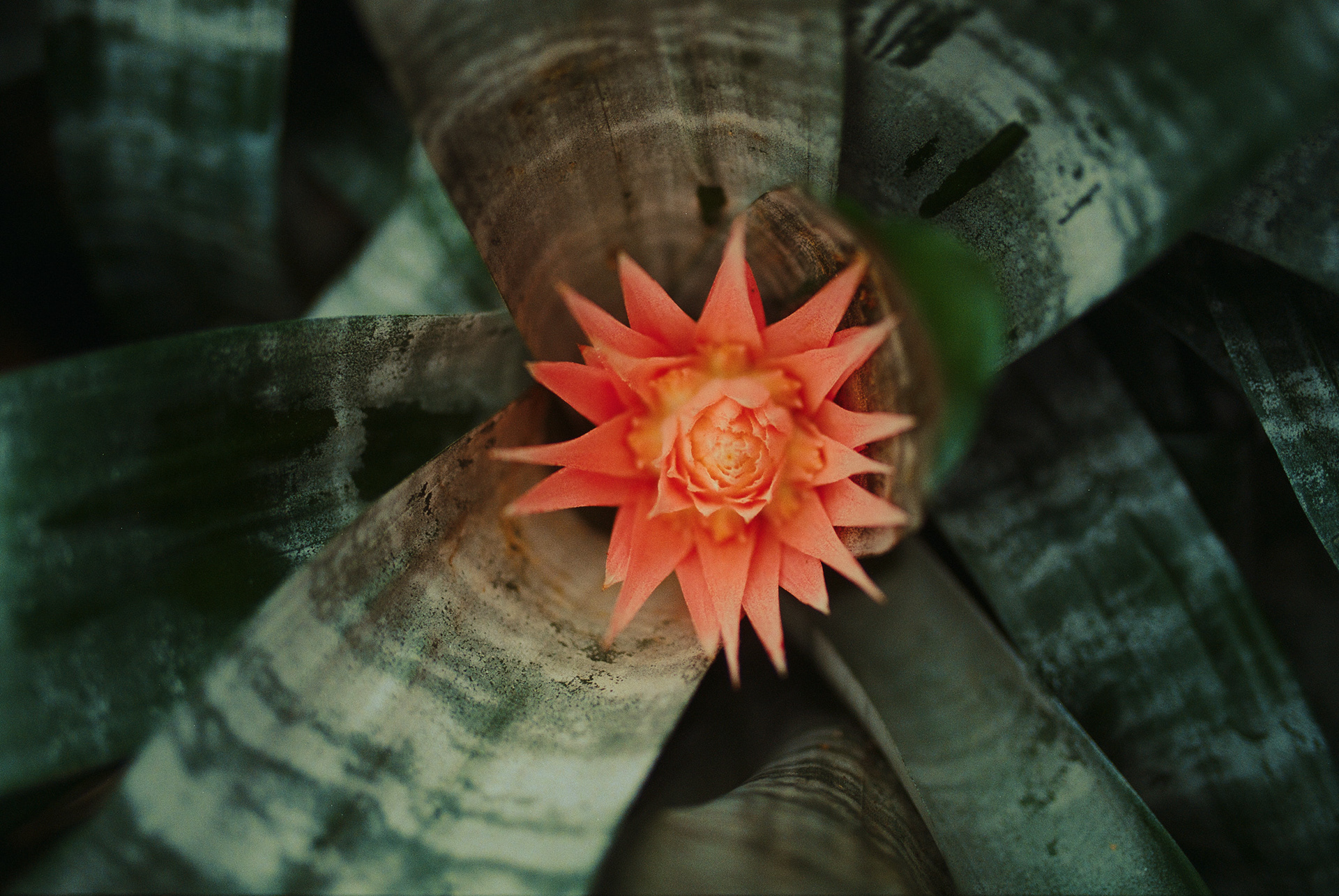 巴比肯温室丨英国伦敦-43