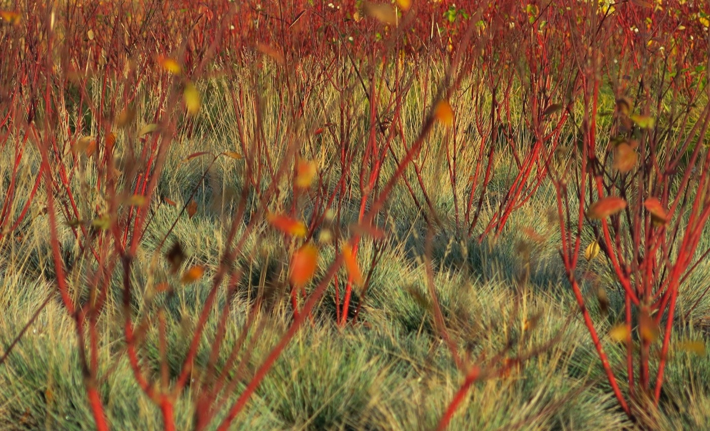 英国剑桥 Great Kneighton 住宅区景观设计丨BBUK-11