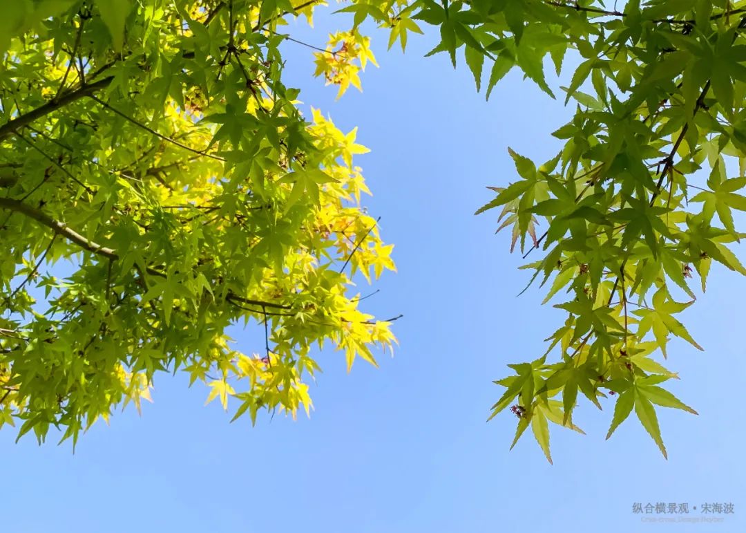 香樟树下的沪上别墅花园设计丨中国上海丨Crisscross Design-4