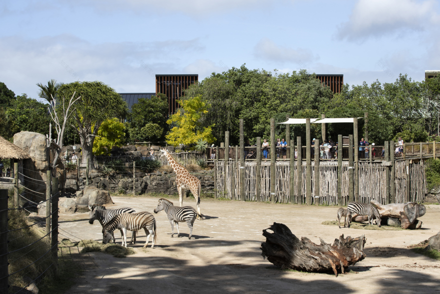 奥克兰动物园管理大楼的绿色办公空间丨新西兰奥克兰丨Ignite Architects-30