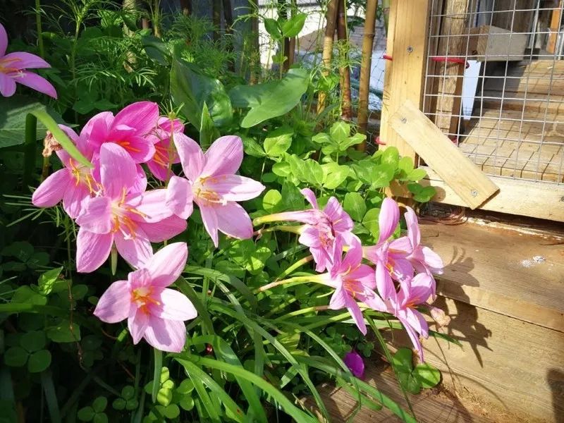 不惑之年，他自己动手建了一座楼顶花园，养花种菜喂鱼……-115