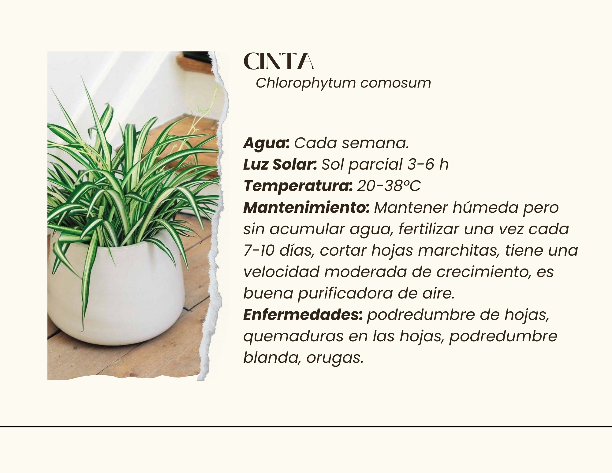 Serenidad en el Caos - Proyecto Paisajístico Interior-7