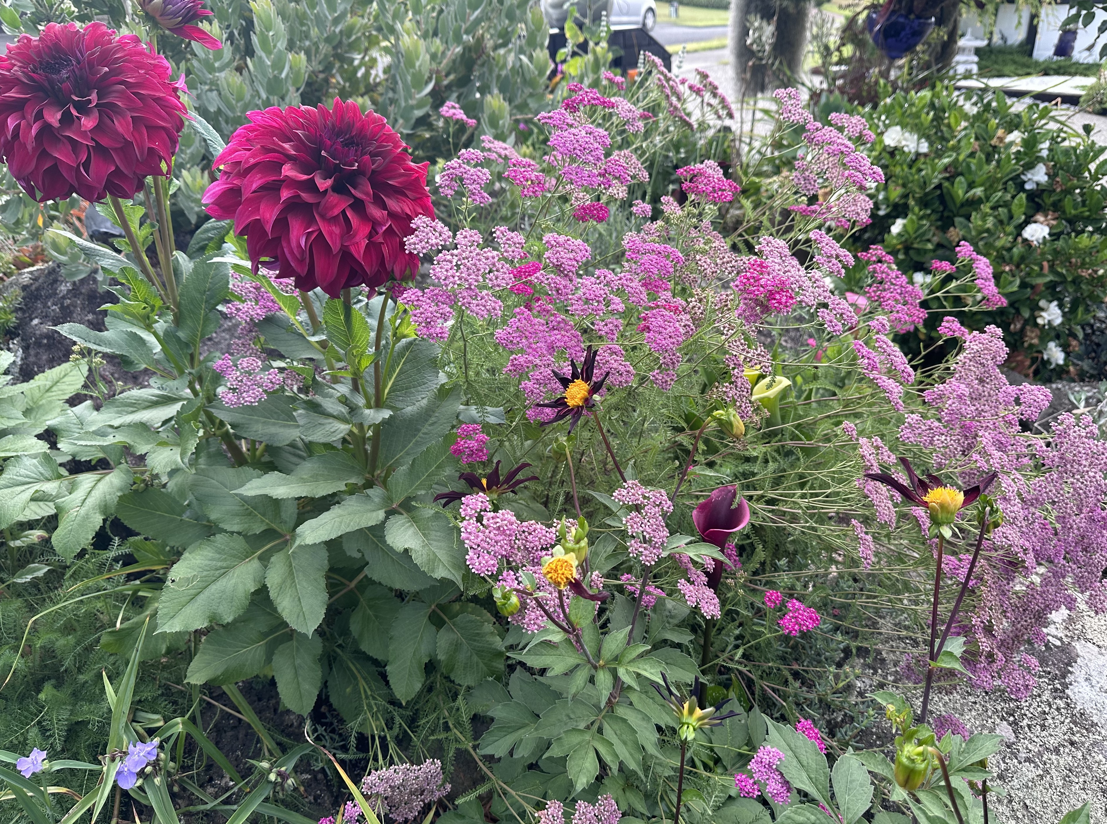 TwoConnect私人花园丨New ZealandAuckland丨Mary和Mark Jones-10