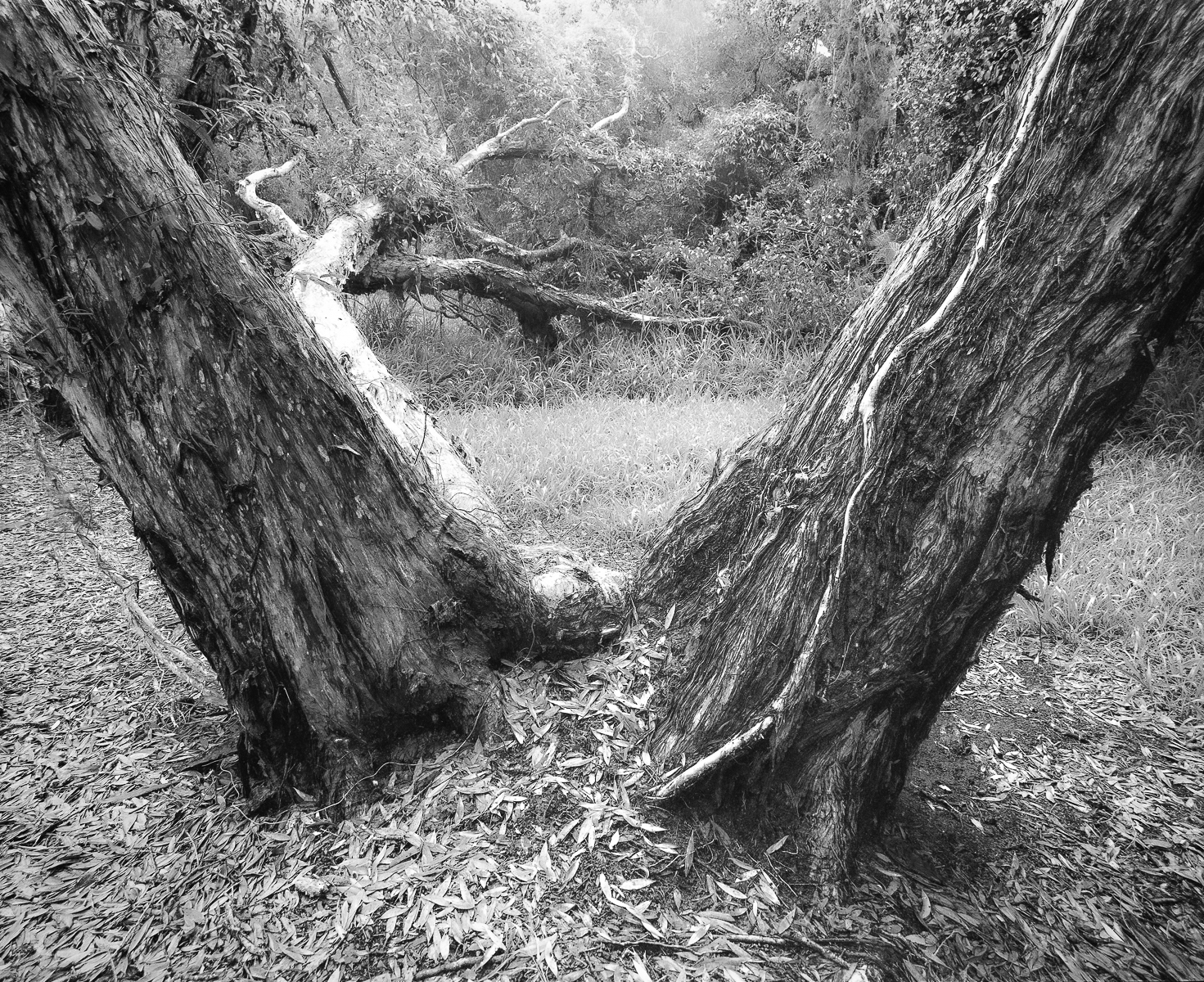 A Wet Weather Walk - Biripi Country - Fomapan 100-6