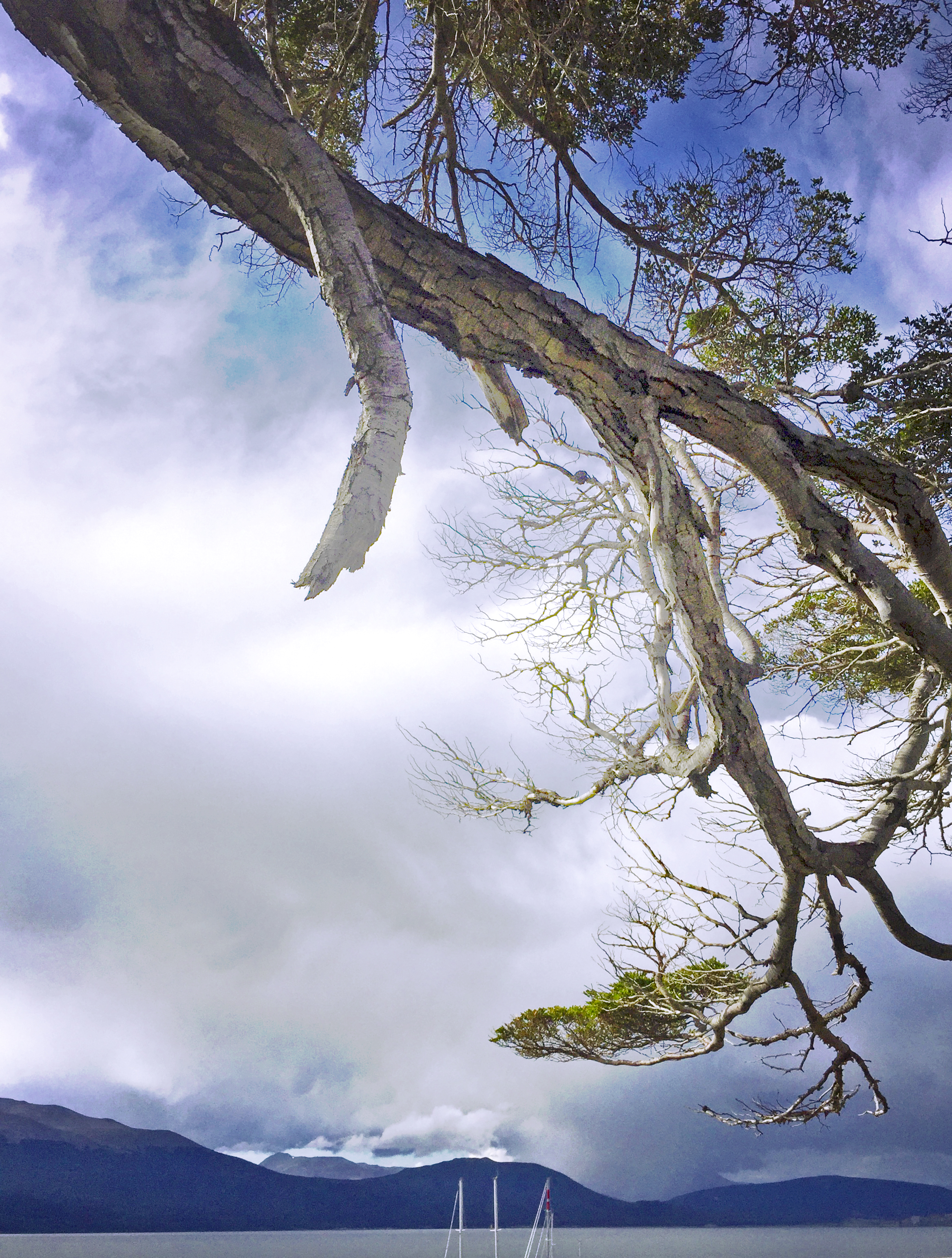 世界上的树木丨Sylvie D.-255