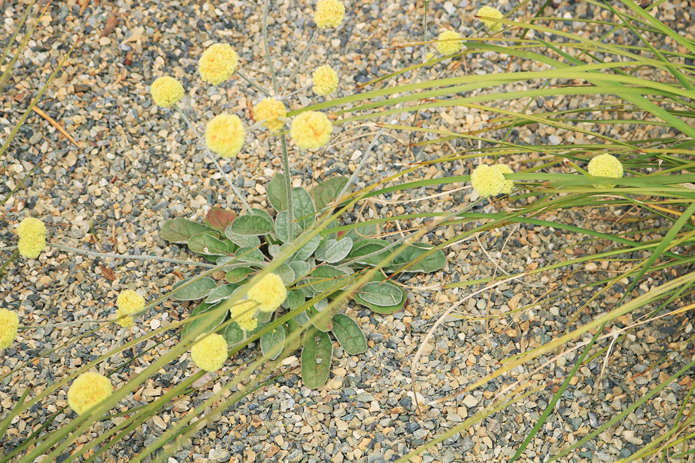 身边风景 | Soft Studio-103