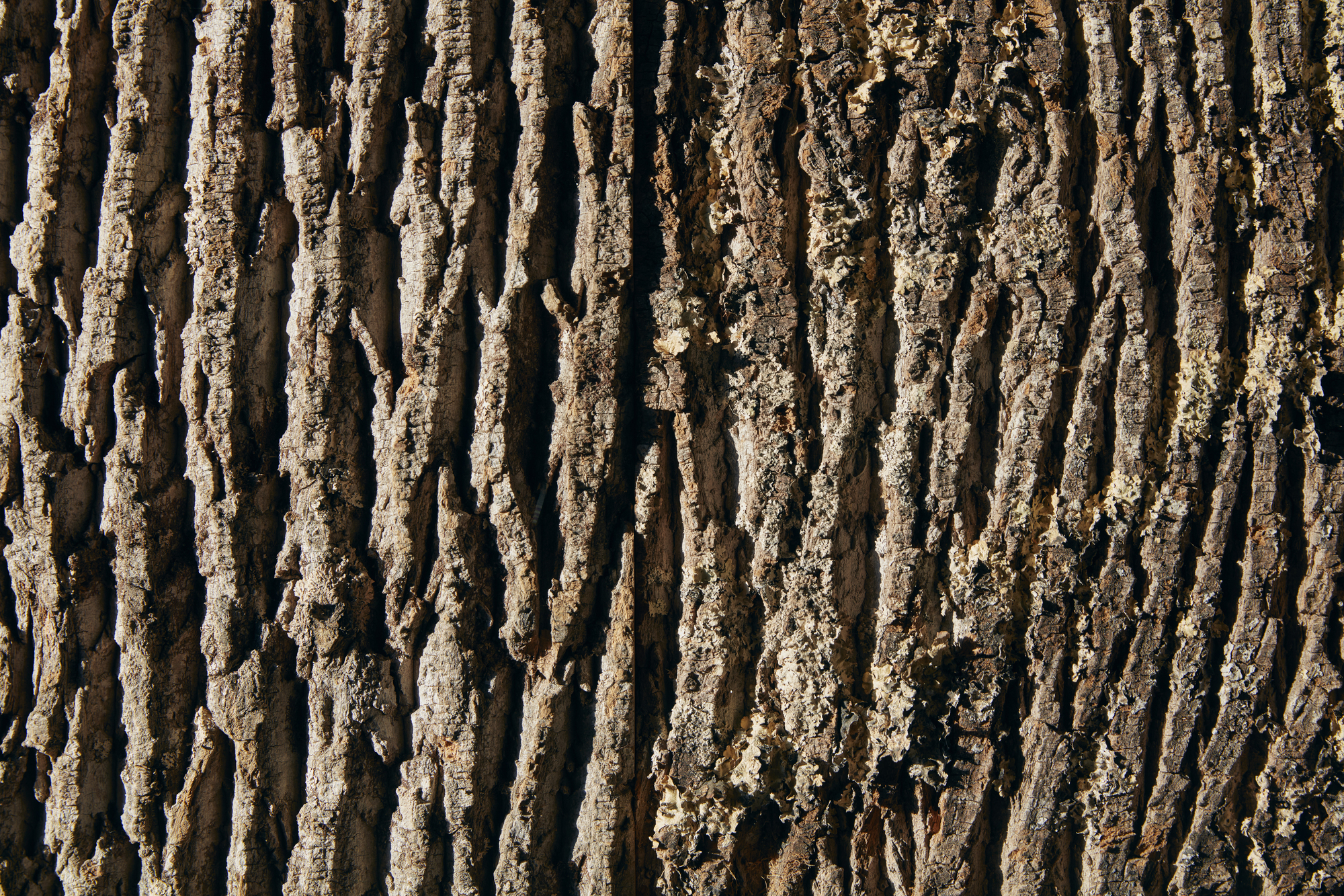 白杨云屋丨美国华盛顿丨BLDUS-31