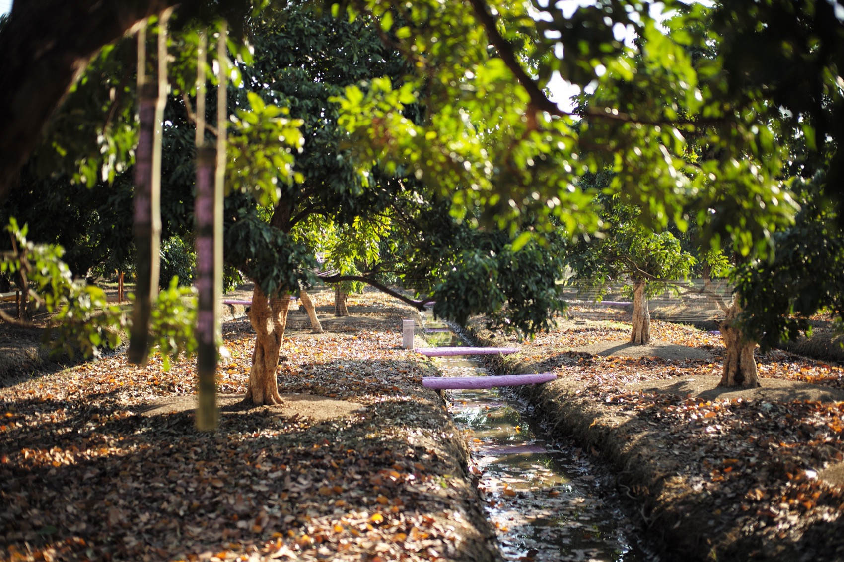 川行,CROSSING MEMORY丨中国广州丨北京林业大学 + LAIBA STUDIO-40