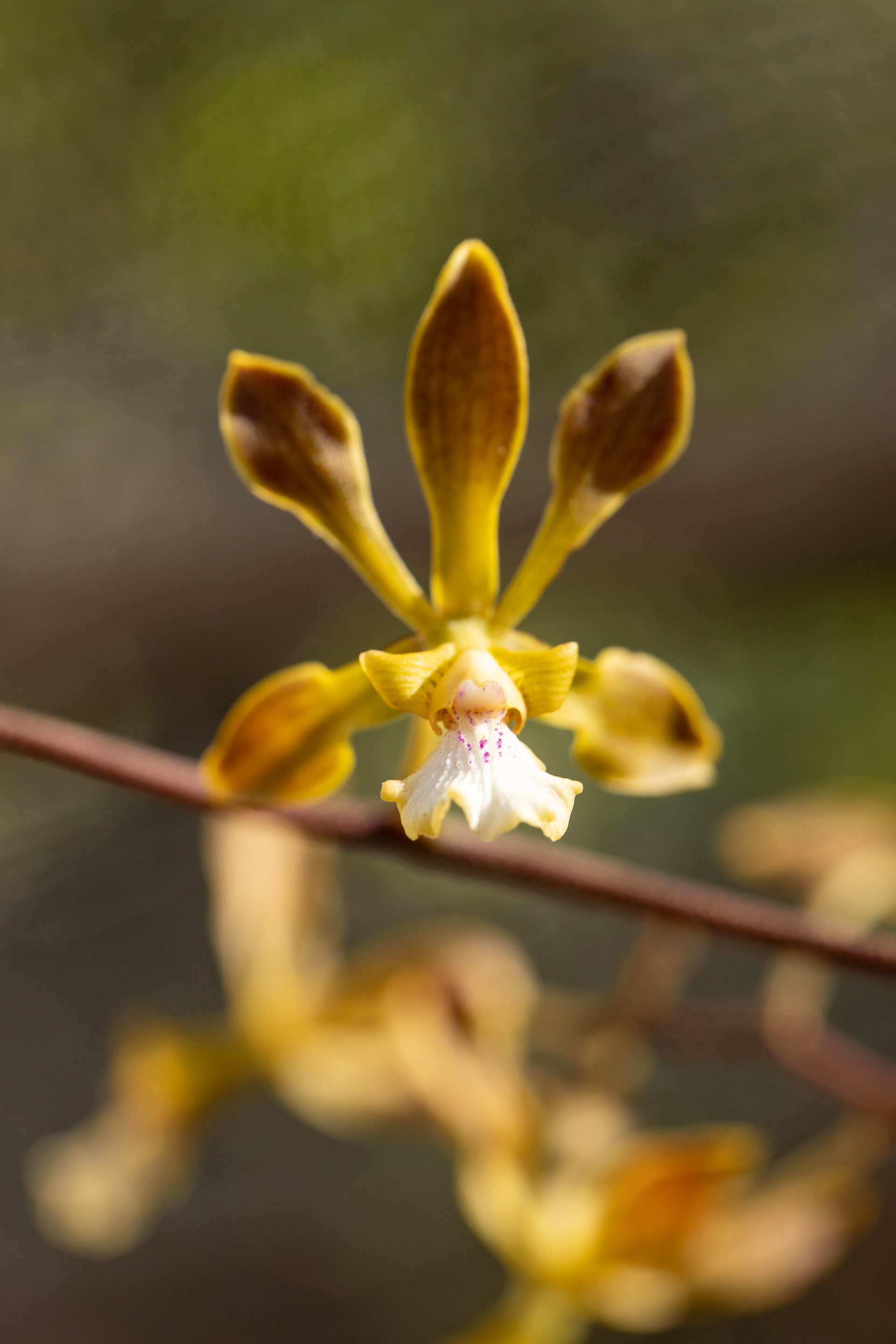 室内植物设计-6