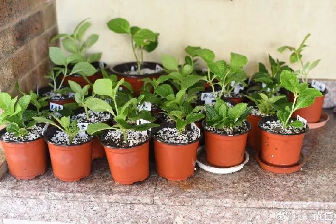 78岁爷爷改造荒废院子，为孙女建起一座花园-77