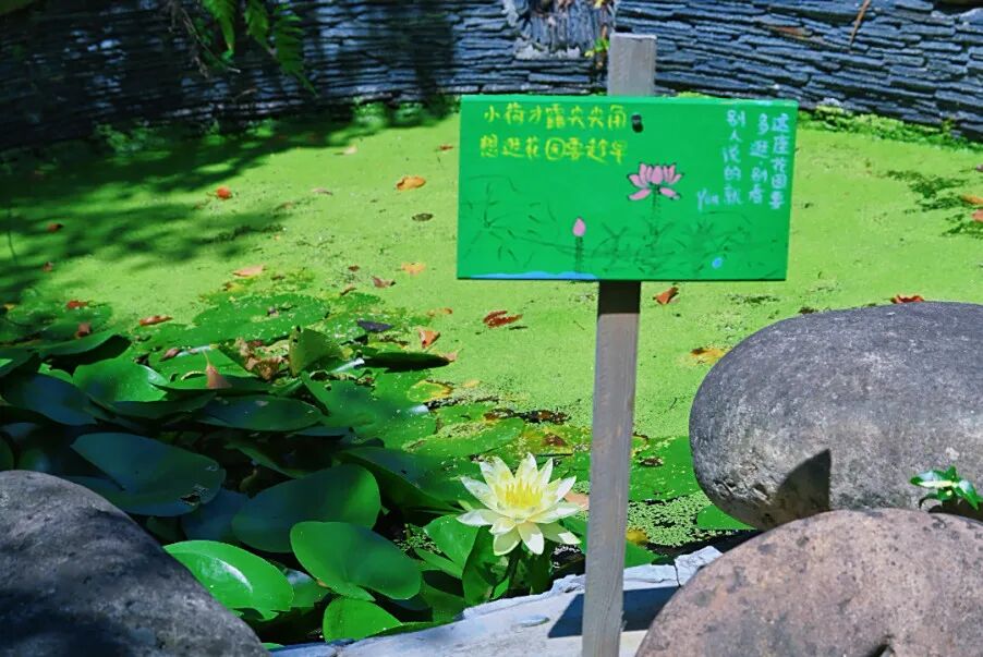 周末带娃撒欢，去旺山郊野公园觅野趣！-47