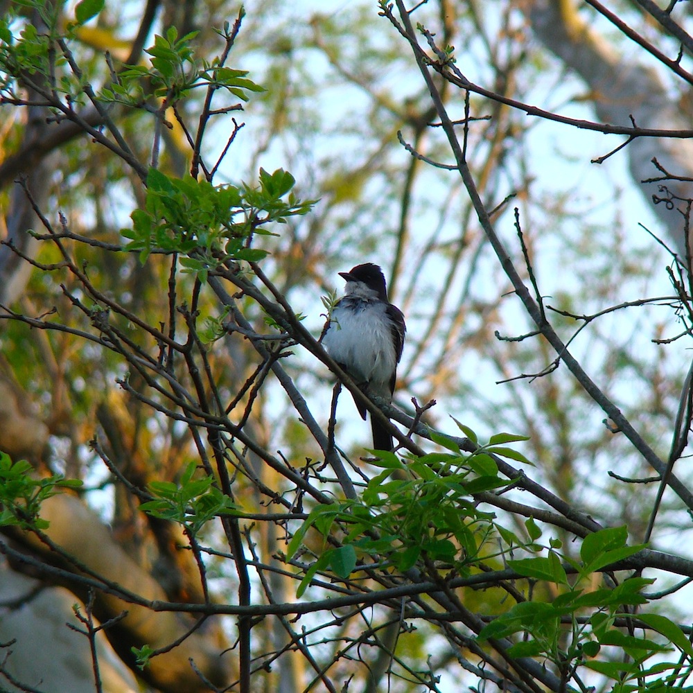复古复兴 | 19 世纪 50 年代美国宾夕法尼亚州小威尼斯建筑群-142