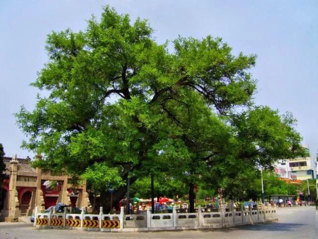 罗汉松 | 庭院中的守财吉祥树-126