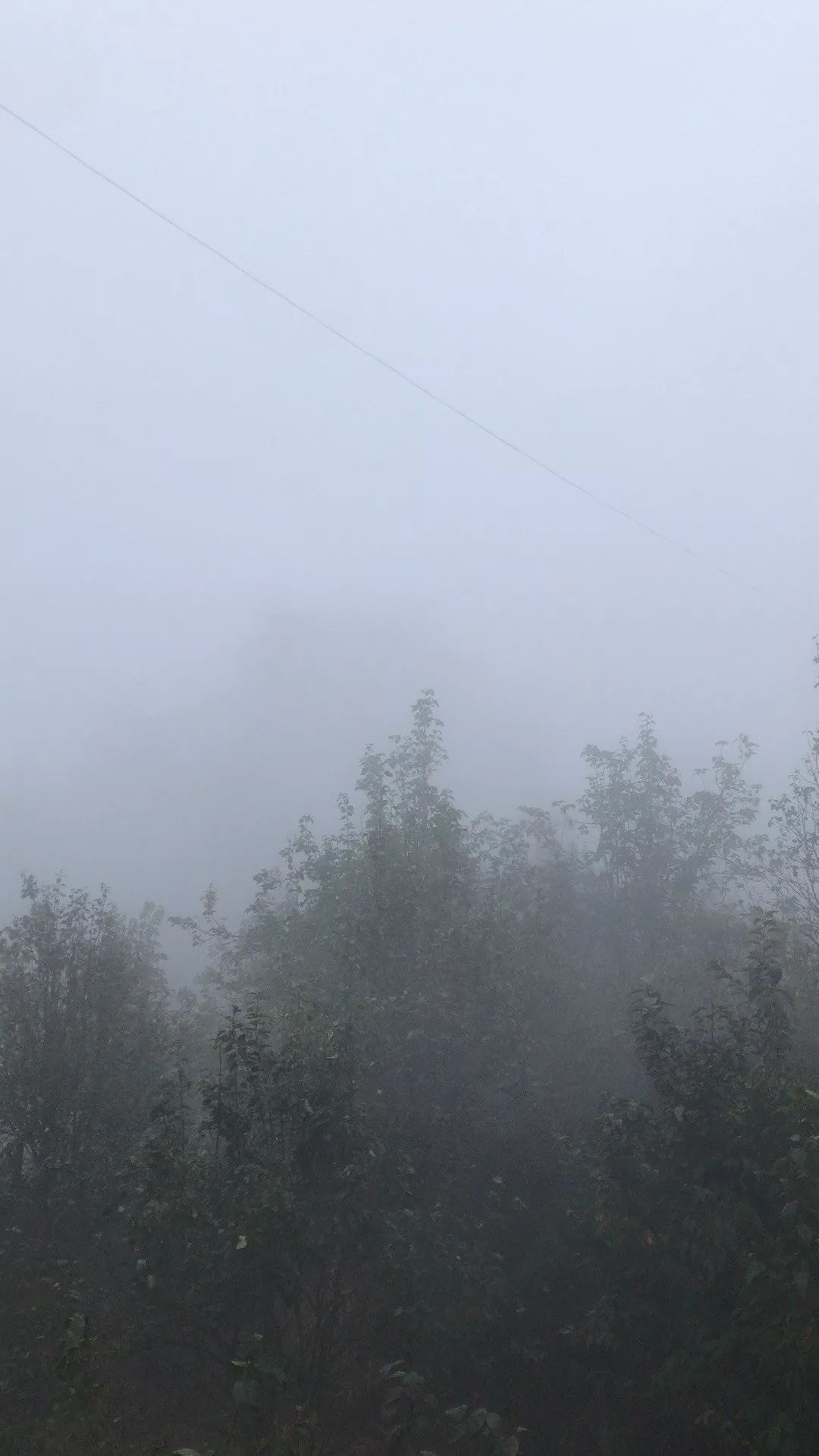 雾中苏红 | 自然、情感与时间的交融-1