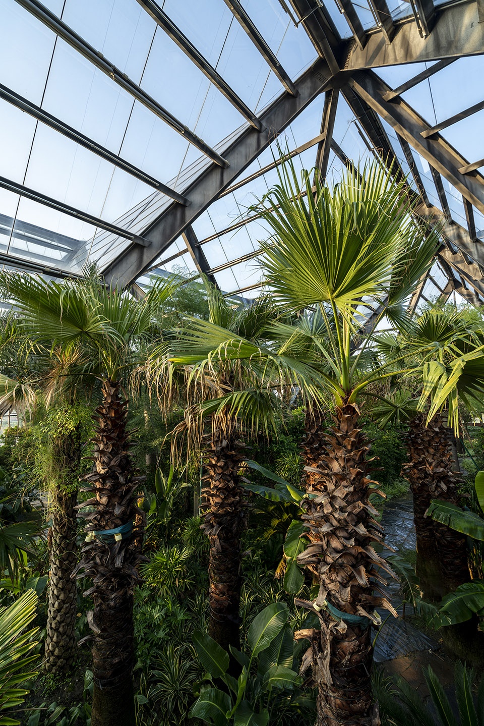 衡水植物园温室展览馆丨中国河北丨空格建筑-39